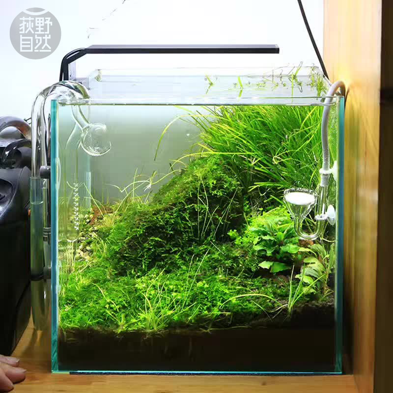 Planted Aquarium Ada - Chihiros-Série C ADA Estilo Planta Crescer
