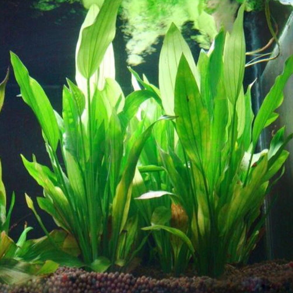 Planted Aquarium Materials - Artificial Aquário Decor Plantas, Ornamento De