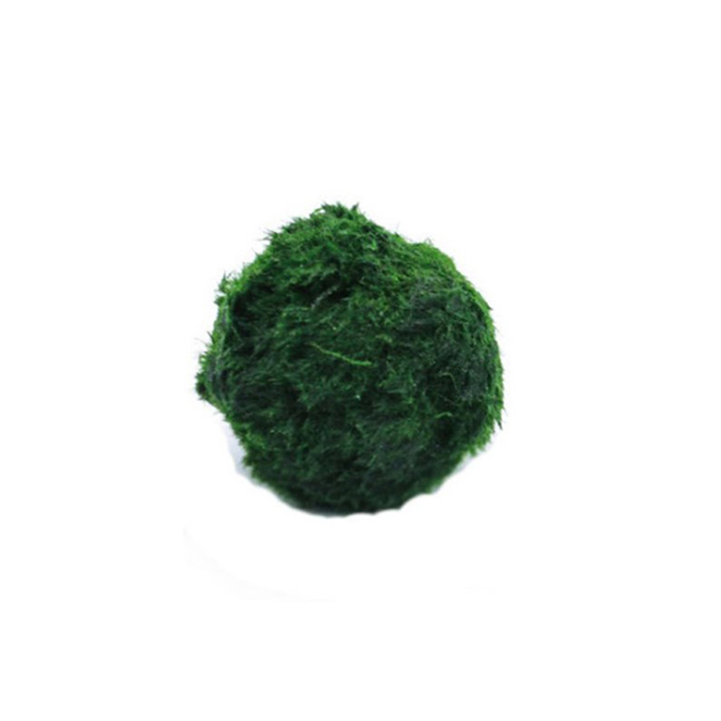 Planted Aquarium Maintenance - Marimo musgo bolas ao vivo aquário