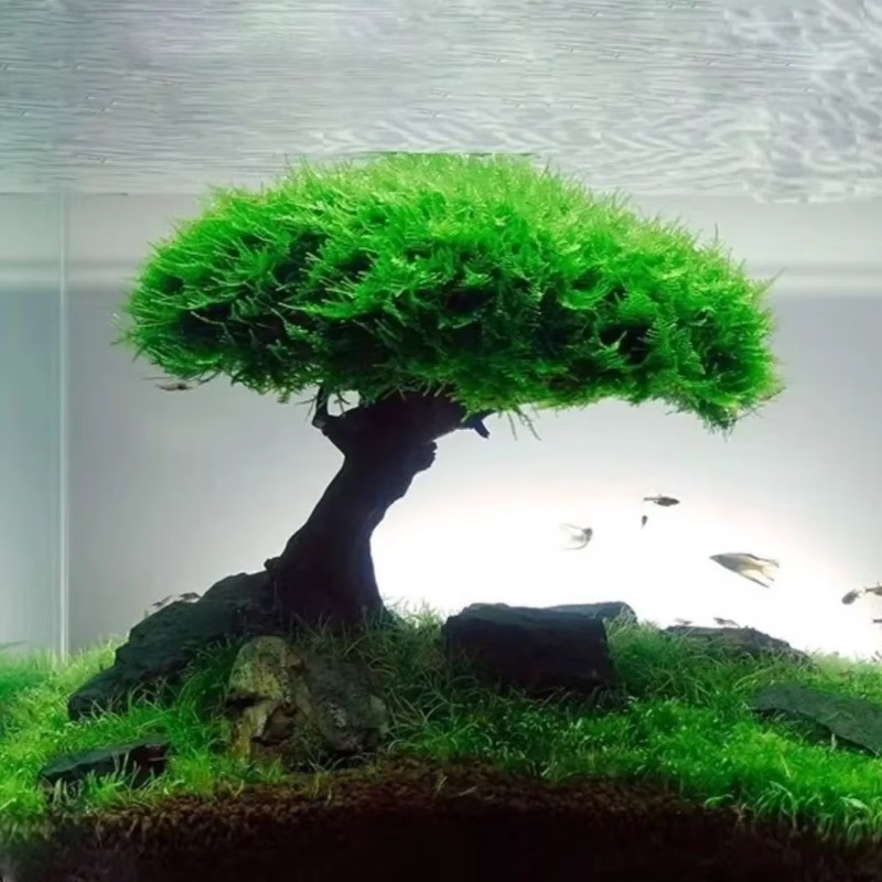 Planted Aquarium Without Fish - Tanque de peixes planta musgo árvore