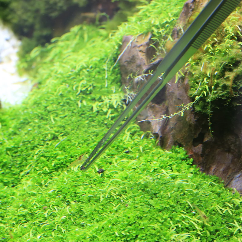 Pinça aquática Pro de qualidad - Planted Aquarium Ada avaliação e preço