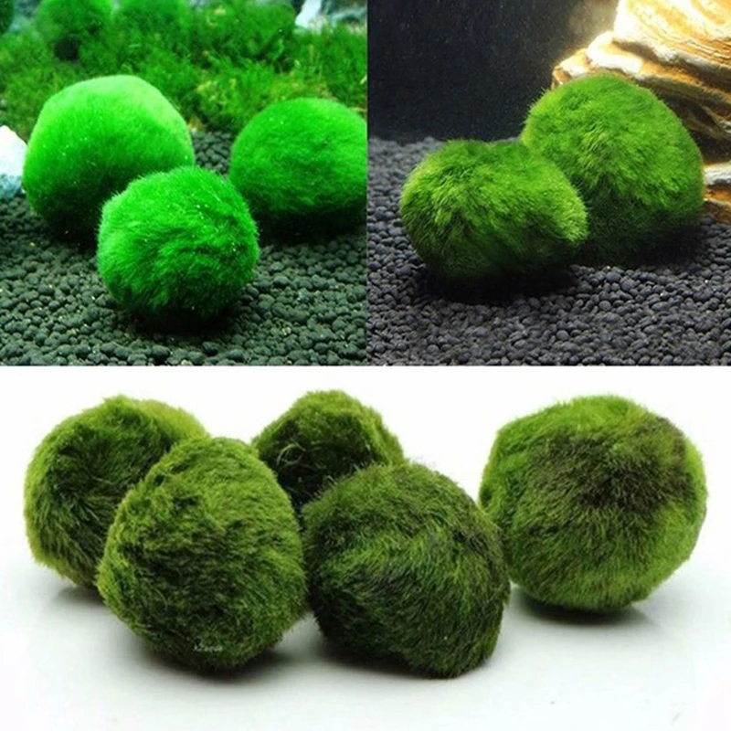 1 Peça de Bolas de Musgo de 3- - Planted Aquarium Maintenance avaliação e preço