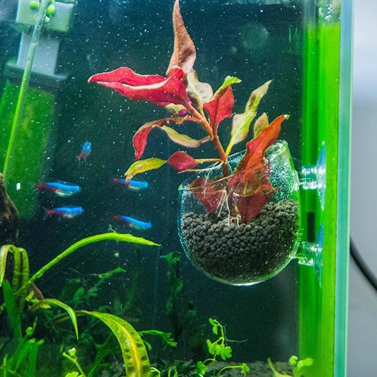 Suporte de Plantas para Aquári - Planted Aquarium Maintenance avaliação e preço