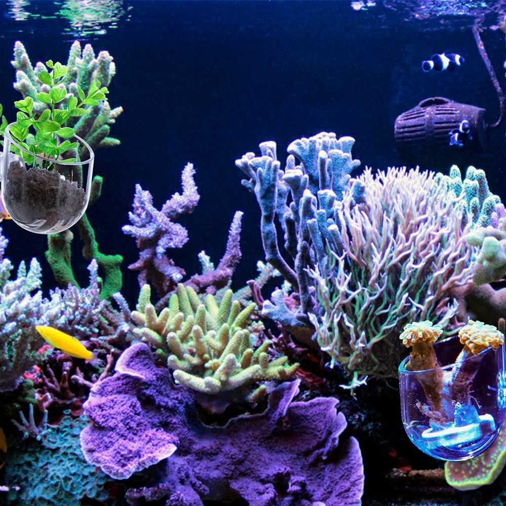 Mini Copo Alimentador de Plant - Aquarium Plant Red avaliação e preço