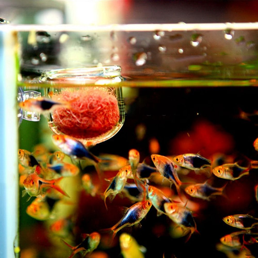 Mini Copo Alimentador de Plant - Aquarium Plant Red avaliação e preço