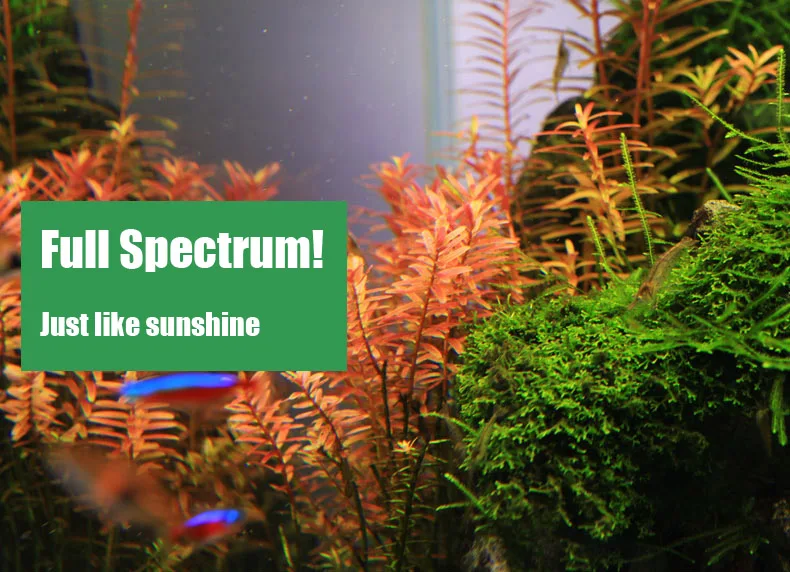 Chihiros Série C ADA Estilo Pl - Planted Aquarium Ada avaliação e preço