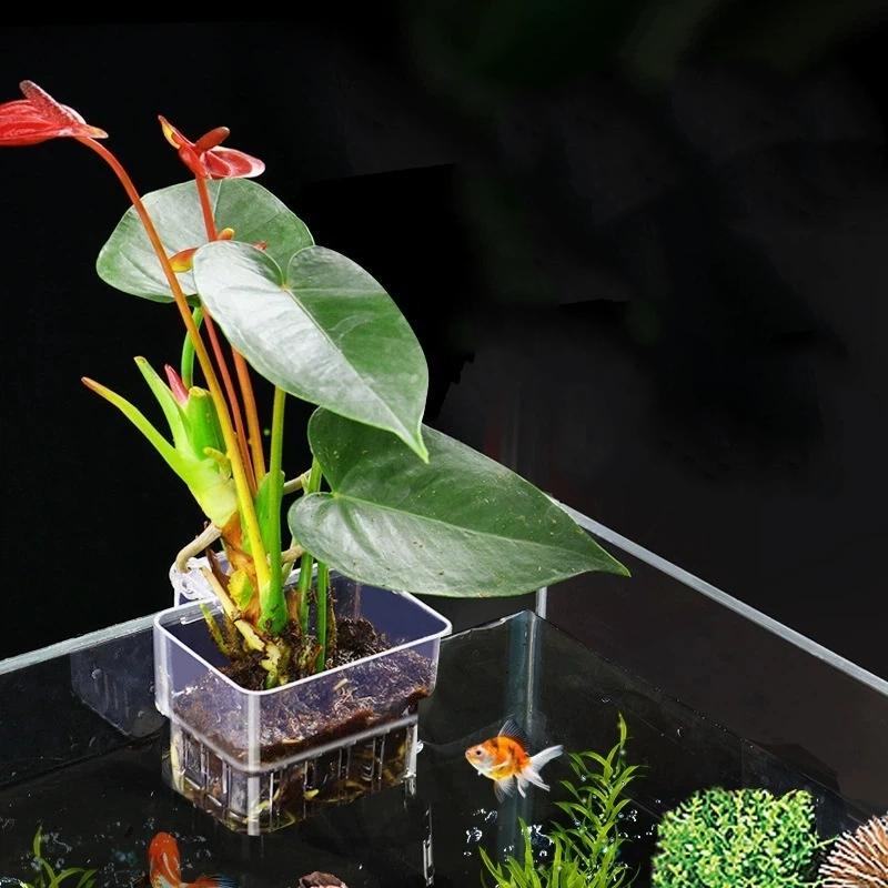 Suporte Transparente para Plan - Aquarium Plant Easy To Grow avaliação e preço