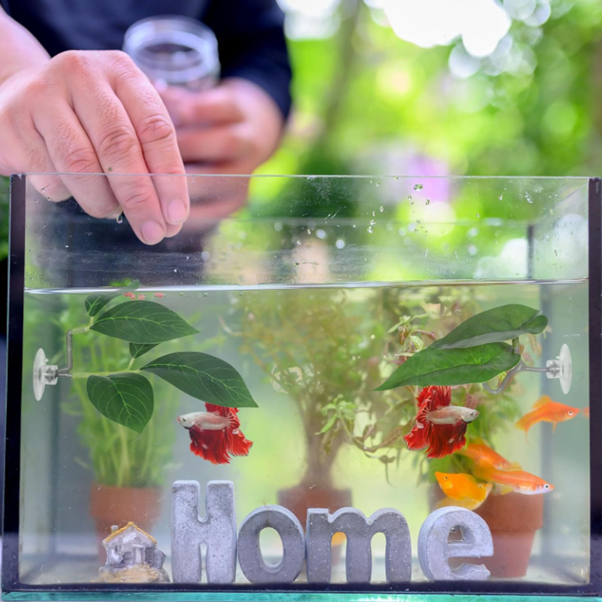 1 Rede de Descanso para Peixe  - Planted Aquarium Materials avaliação e preço