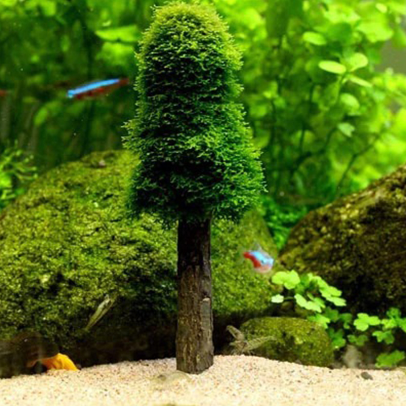 Tanque de aquário decoração de - Planted Aquarium Moss avaliação e preço