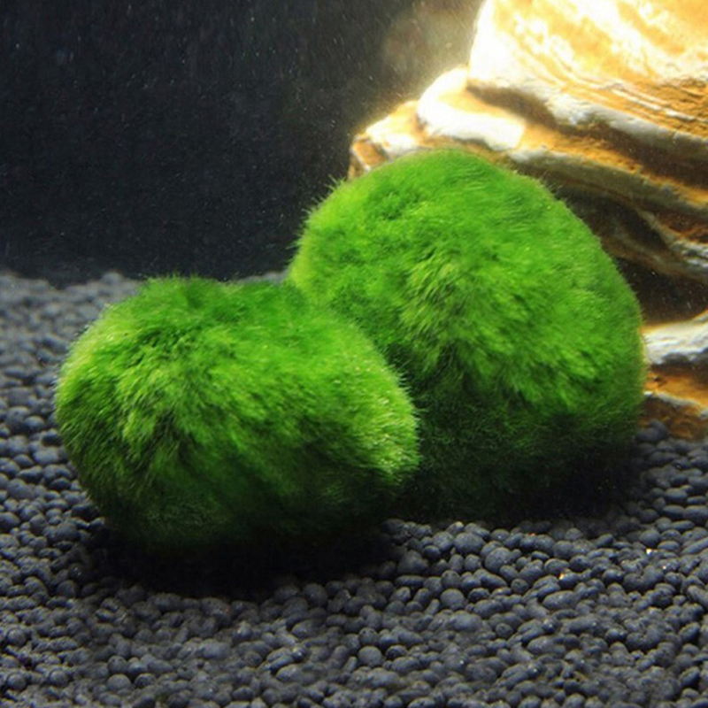 Marimo musgo bolas ao vivo aqu - Planted Aquarium Maintenance avaliação e preço