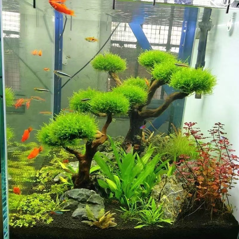 Quadro De Madeira Decorativa P - Planted Aquarium Moss avaliação e preço