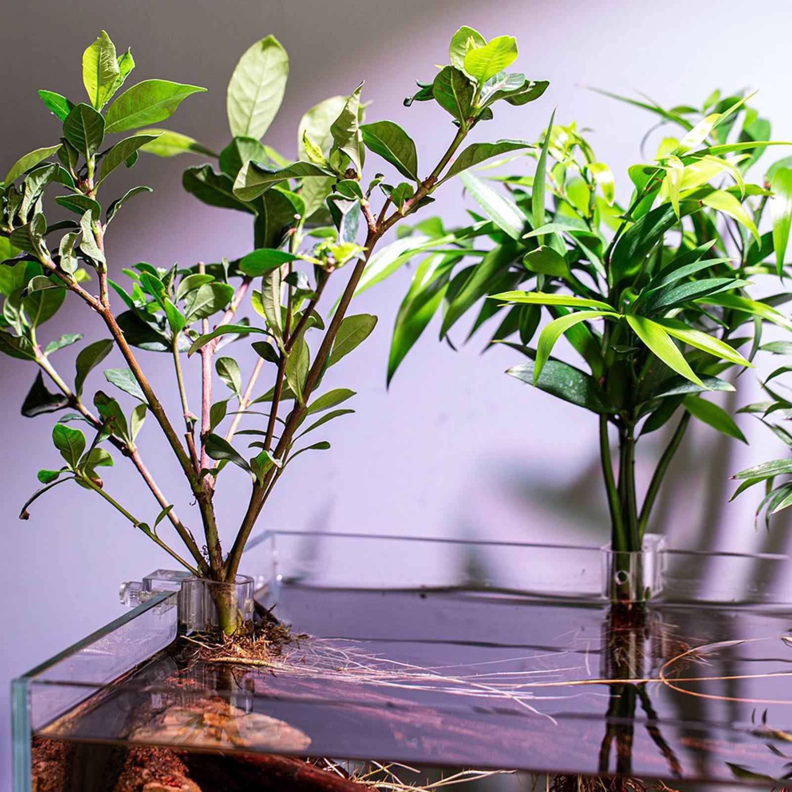 Suportes Transparentes para Pl - Planted Aquarium Materials avaliação e preço