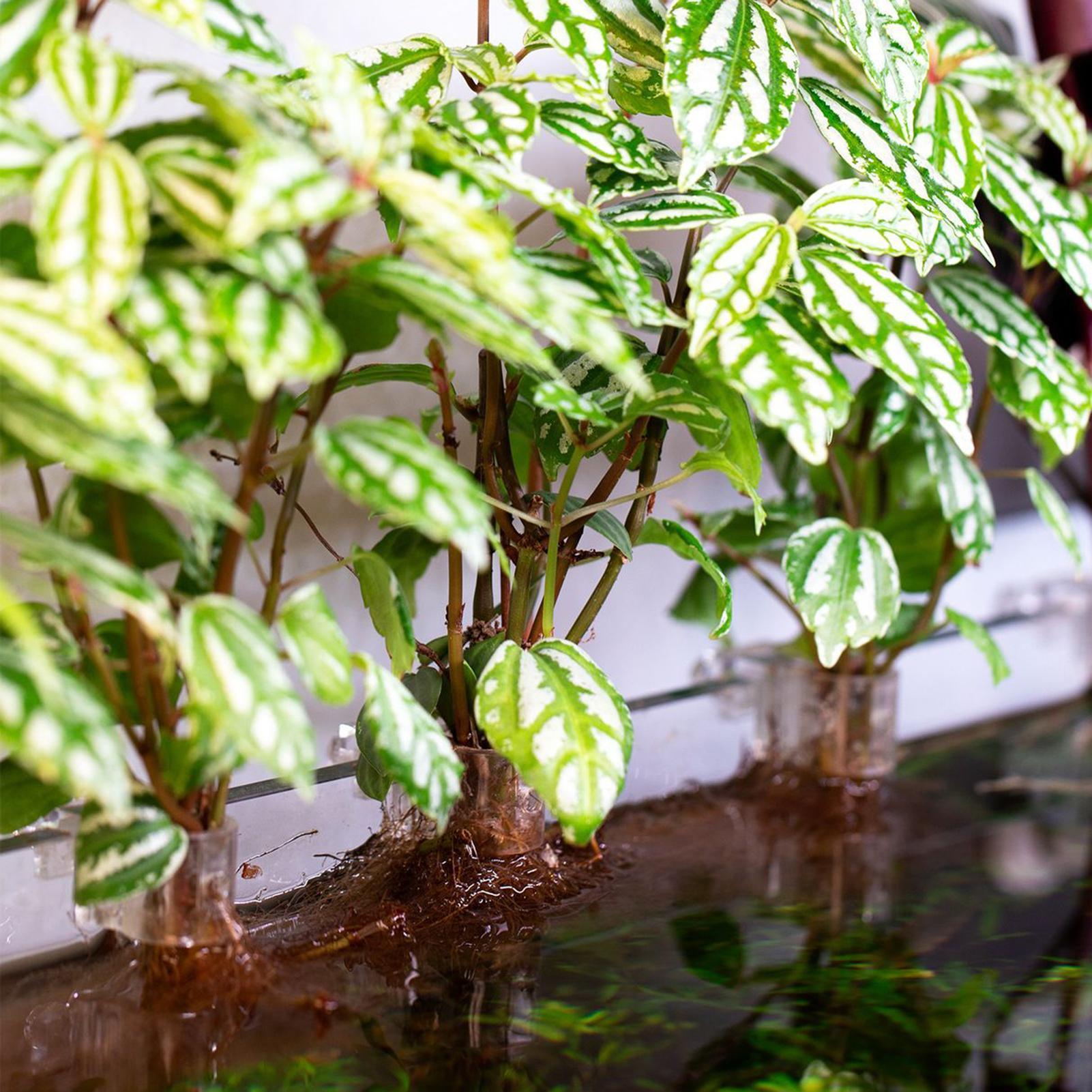 Suportes Transparentes para Pl - Planted Aquarium Materials avaliação e preço