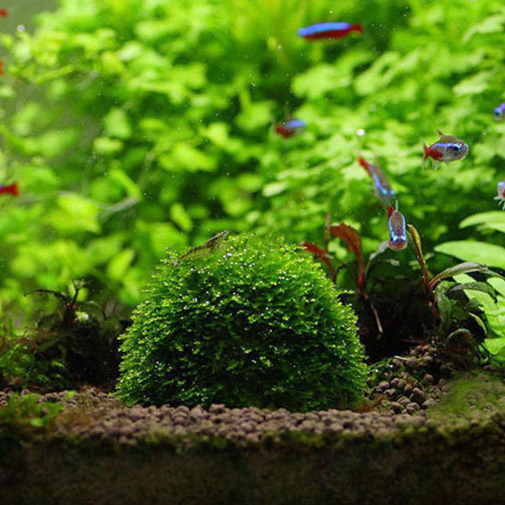 Decoração de aquário plantas b - Aquarium Plant Red avaliação e preço
